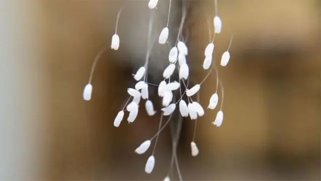 flor que