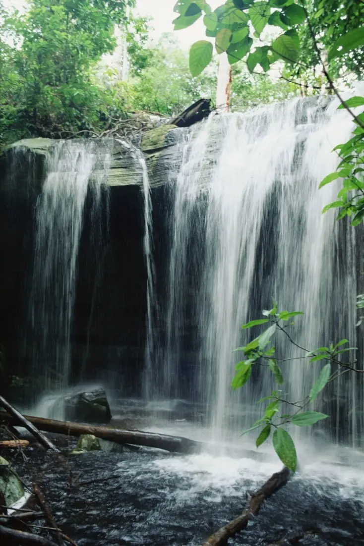 Selva Selva