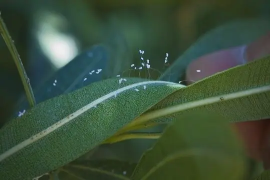 La enigmatica