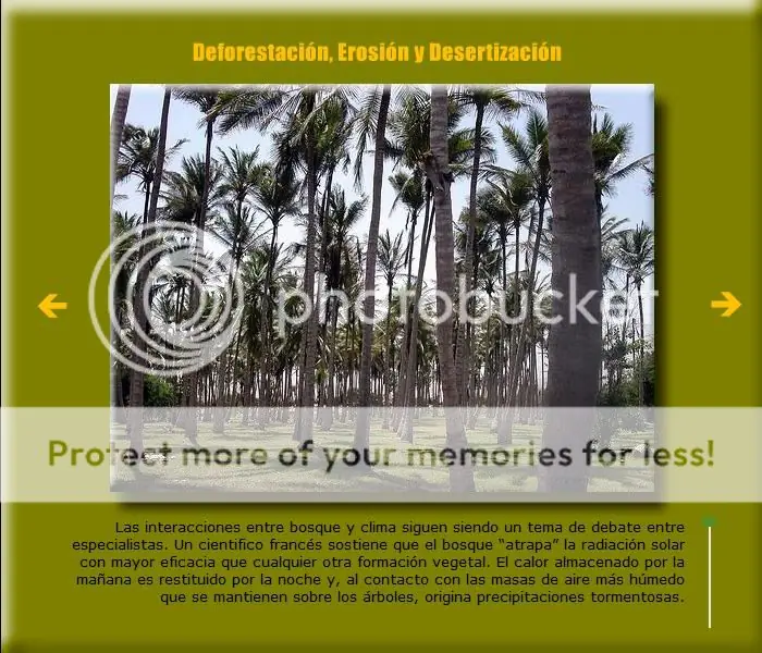 Deforestación Mundial: Un problema de Todos/as Deforestación Mundial: Un problema de Todos/as
