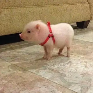vegano vegano