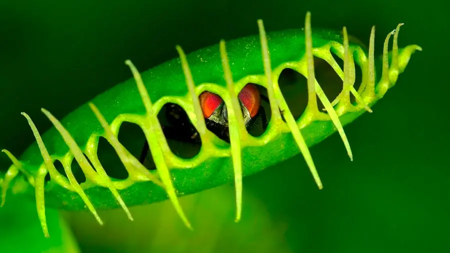 Cómo las plantas carnívoras activan su proceso de digestión
