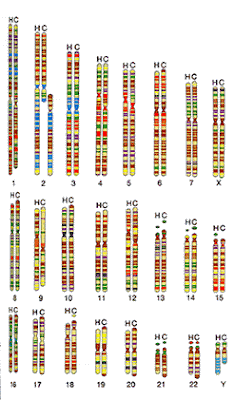 Stalin y sus soldados hibridos (hombre y chimpance)