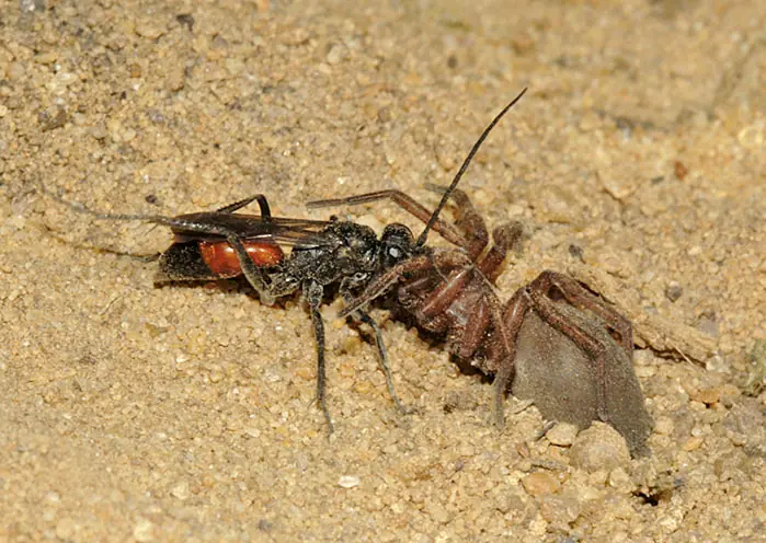 avispa vs tarantula
