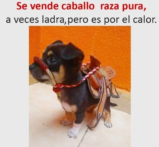 alegra