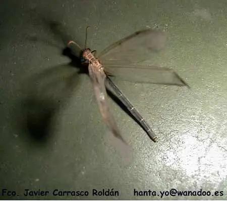 El insecto cigarrón.