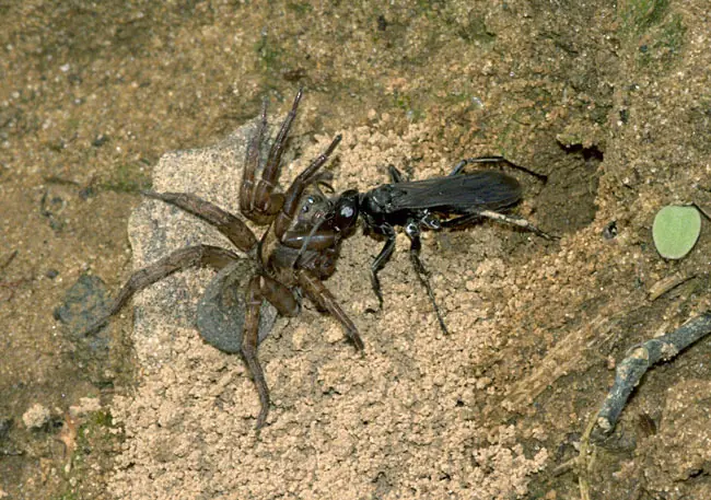 avispa vs tarantula