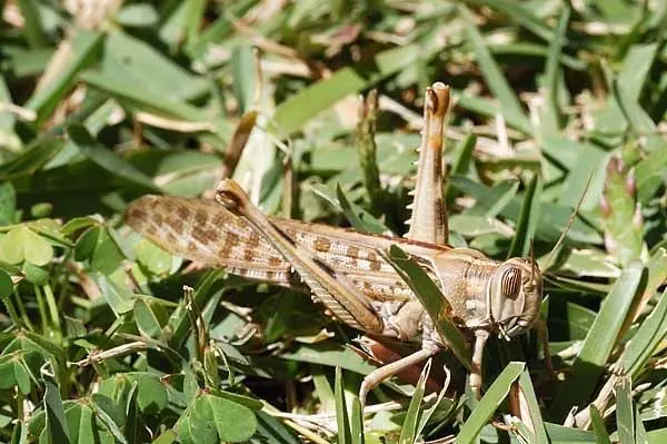 insectos