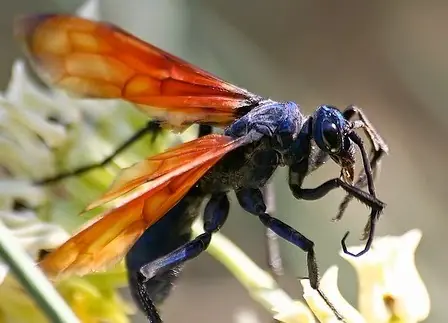 Avispa Caza Tarantulas