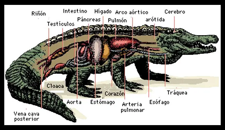 cocodrilos