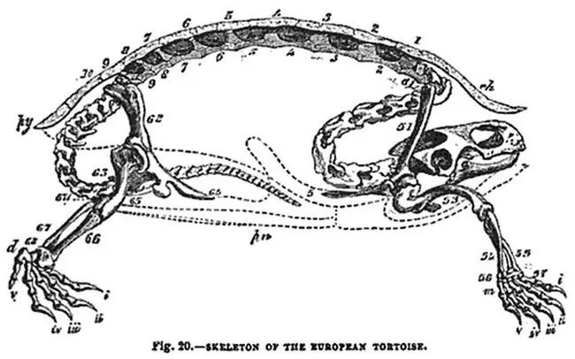 tortuga
