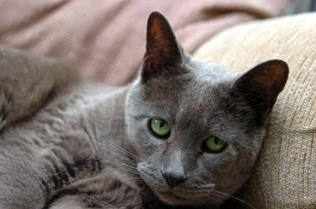 Conoce a Pickles, el único gato lazarillo de Gran Bretaña