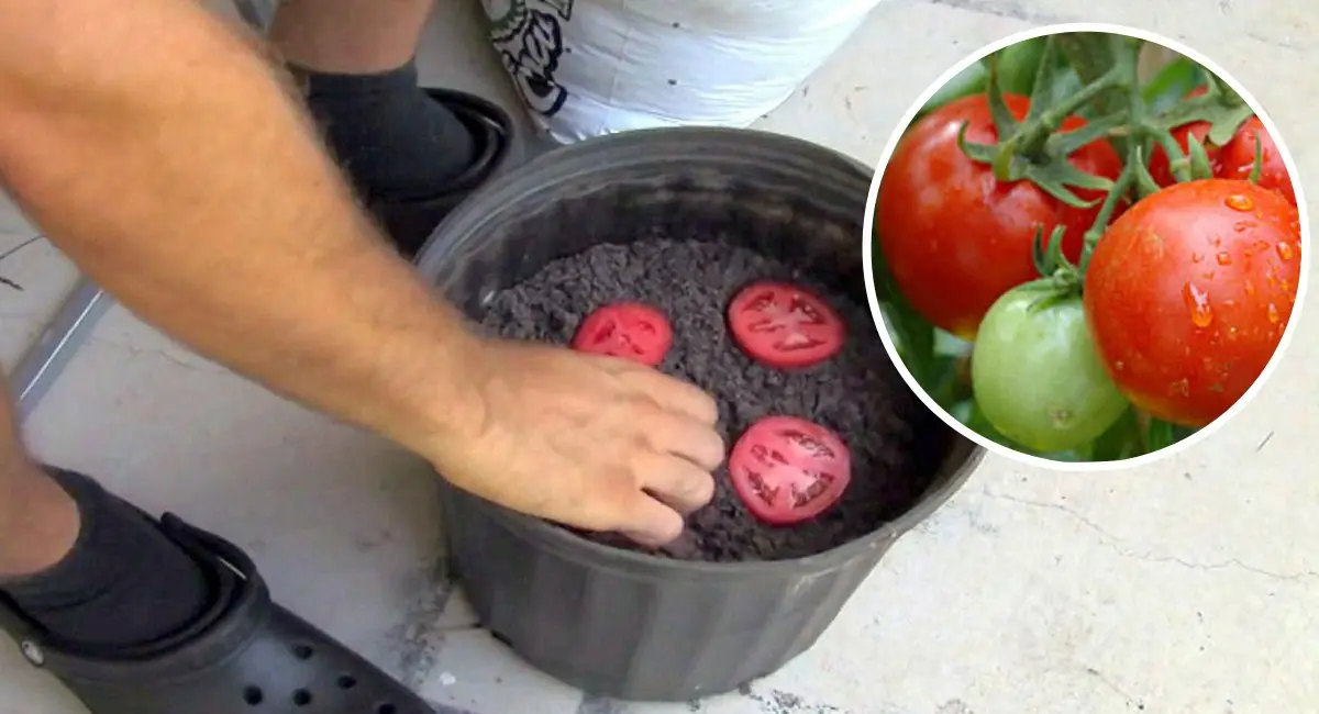 ¡Deja de comprar tomates ahora mismo! Con este truco podrás