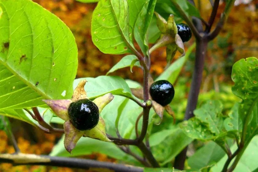 Las plantas más terribles y peligrosas del planeta.