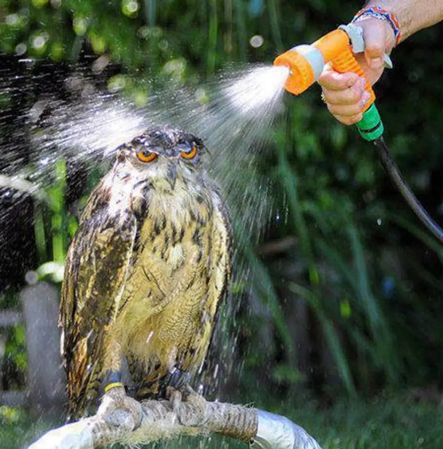 Qué diferencia a un Búho de una Lechuza