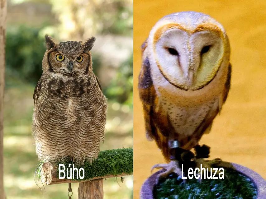 Qué diferencia a un Búho de una Lechuza