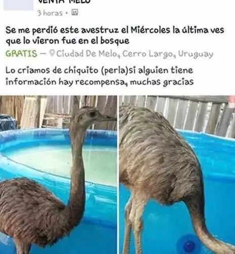 Imagenes de humor uruguayo (6)