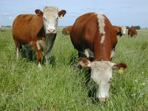 transgenicos