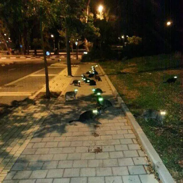 la noche