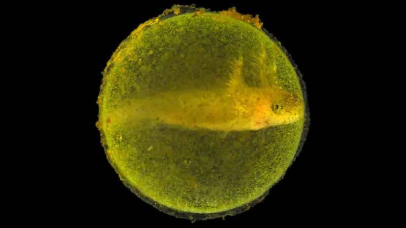 Encuentran un nuevo tipo de simbiosis sumamente extraña