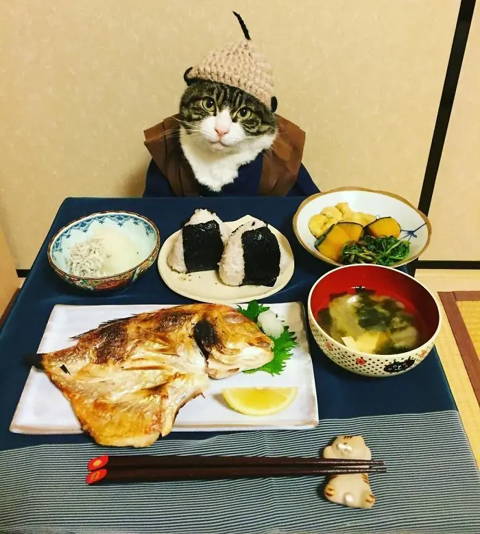 Gato cena cada noche vistiendo un disfraz distinto 2