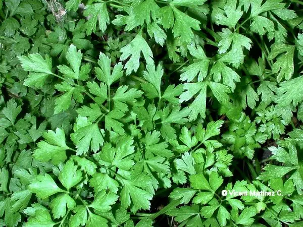 huerta organica