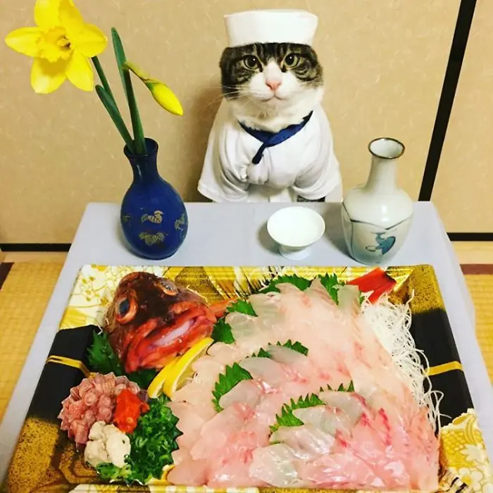gato