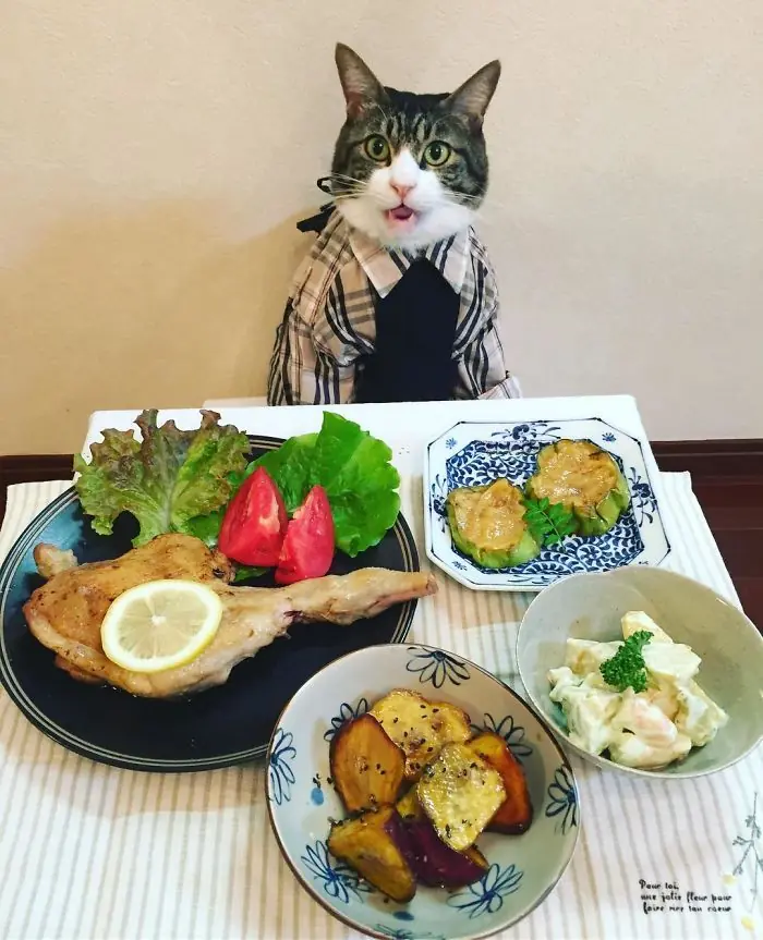 gato