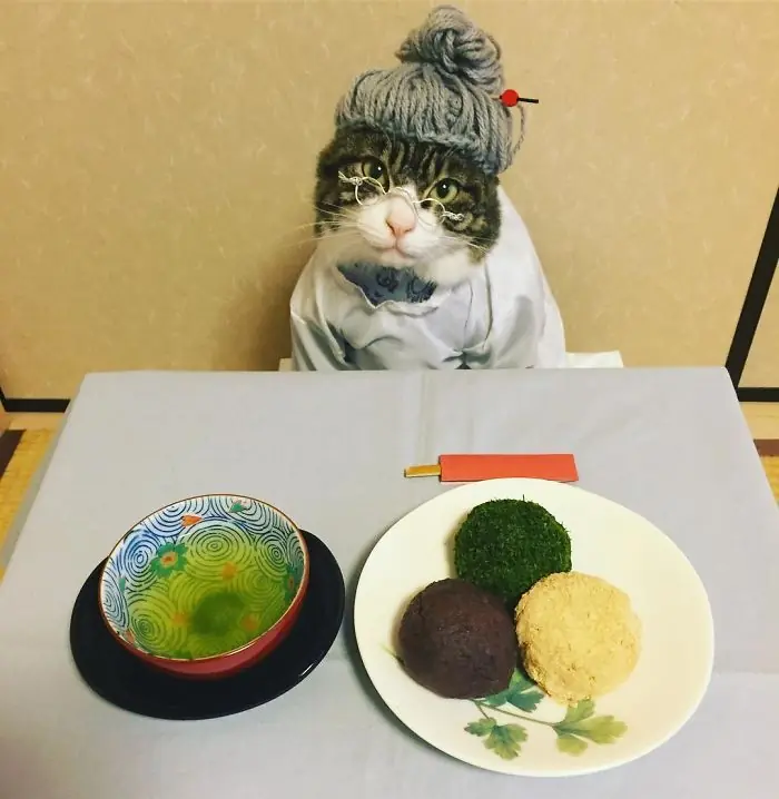 gato