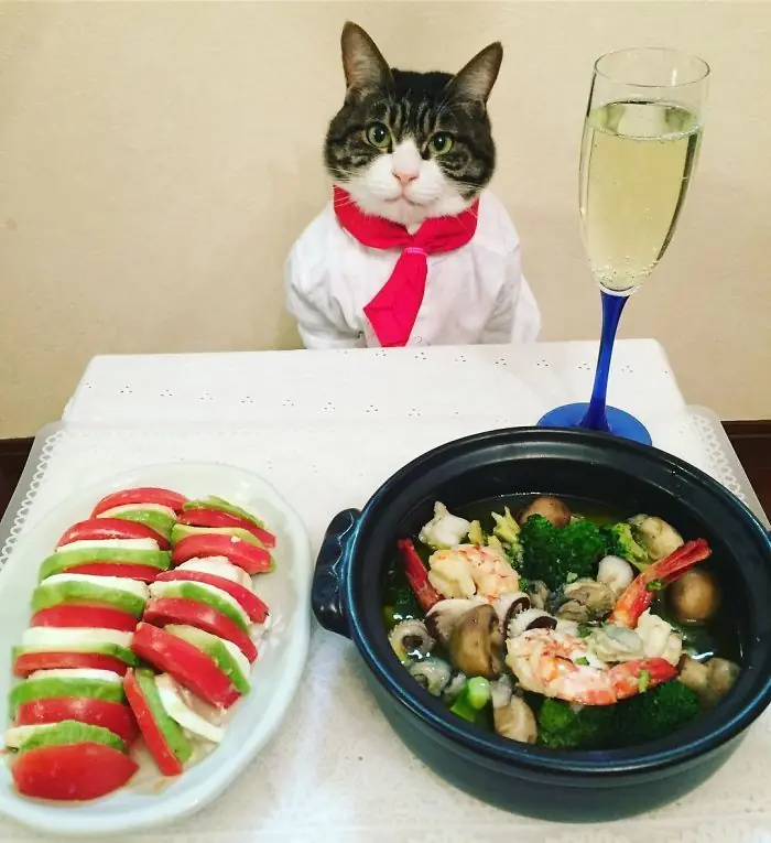 Gato cena cada noche vistiendo un disfraz distinto 2