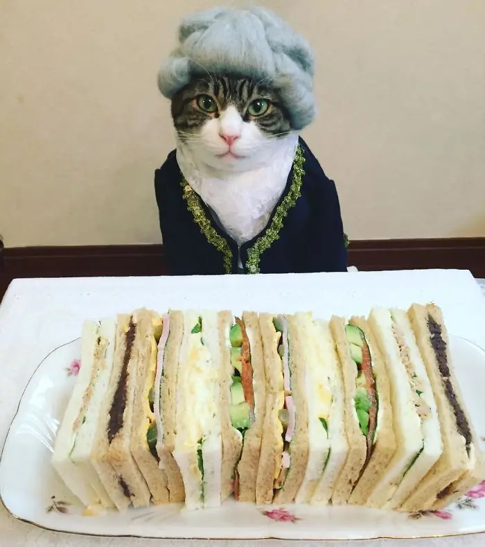 Gato cena cada noche vistiendo un disfraz distinto 2