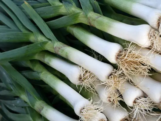 huerta