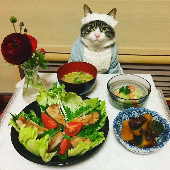 Gato cena cada noche vistiendo un disfraz distinto 2