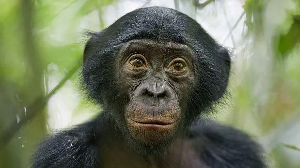El bonobo es nuestro pariente más cercano