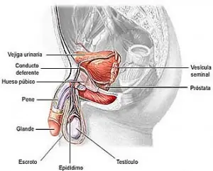 Dolor de testiculos por excitacion sexual prolongada