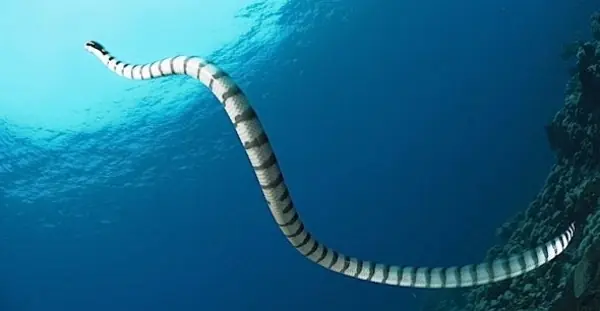 tiburon