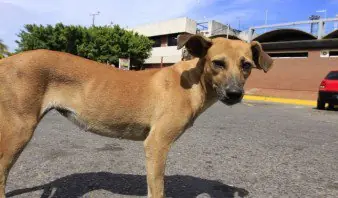 Soy un perro venezolano y te cuento como vivo