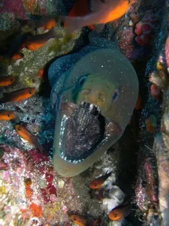 Top 10 de las criaturas marinas mas peligrosas