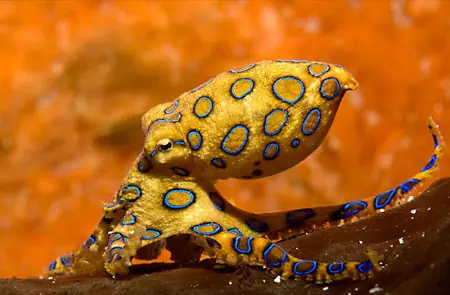 Criaturas marinas