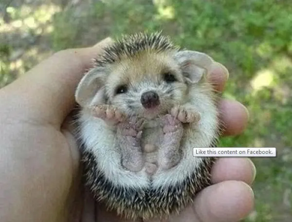 Poner fotos de animalitos recién nacidos aumenta productiv