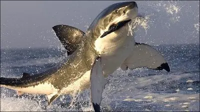 Top 10 de las criaturas marinas mas peligrosas