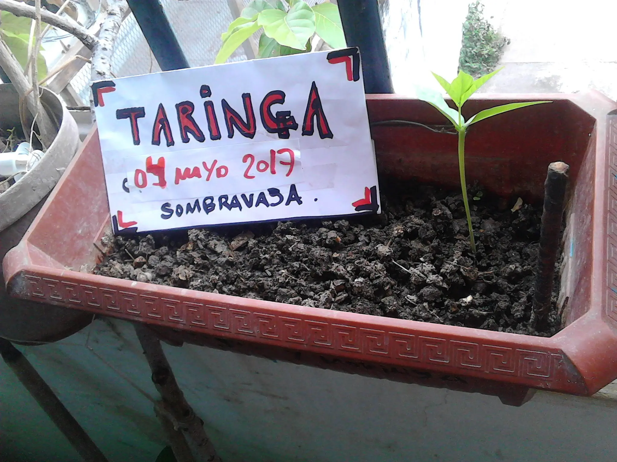 taringa