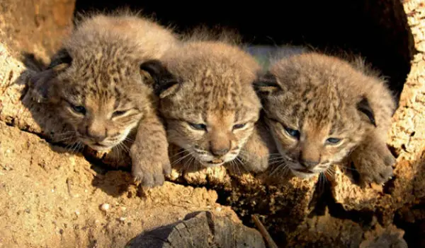 animalitos