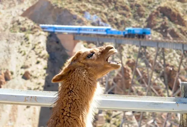 imperdibles paseos en tren por América del Sur