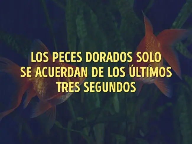 hemos