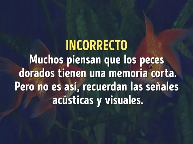 creido