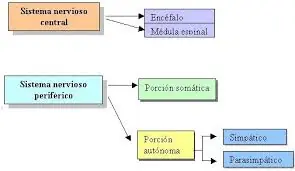 el cerebro el cerebro