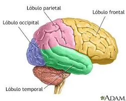 cerebro