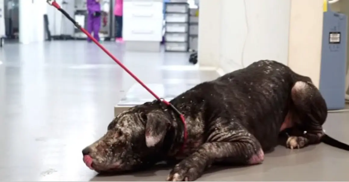 perro abandonado