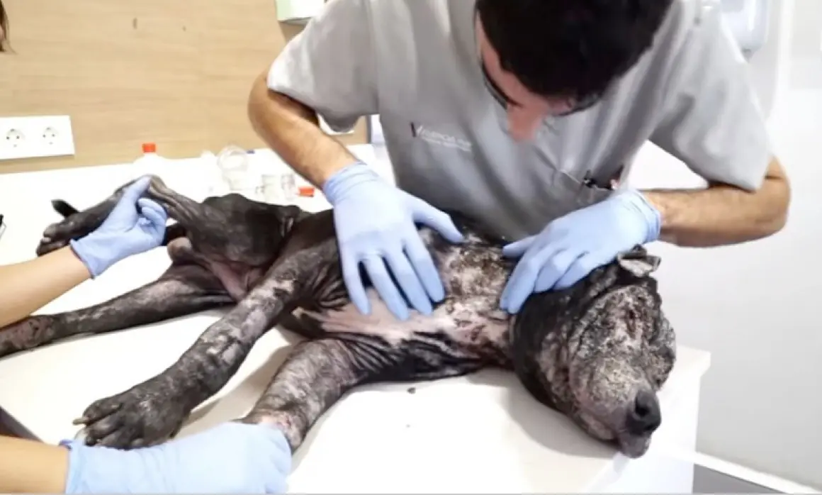 A este perro lo abandonaron pero una llamada salvo su vida